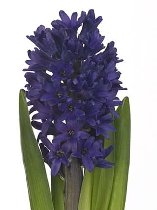 Hyacinthos Delf Blue