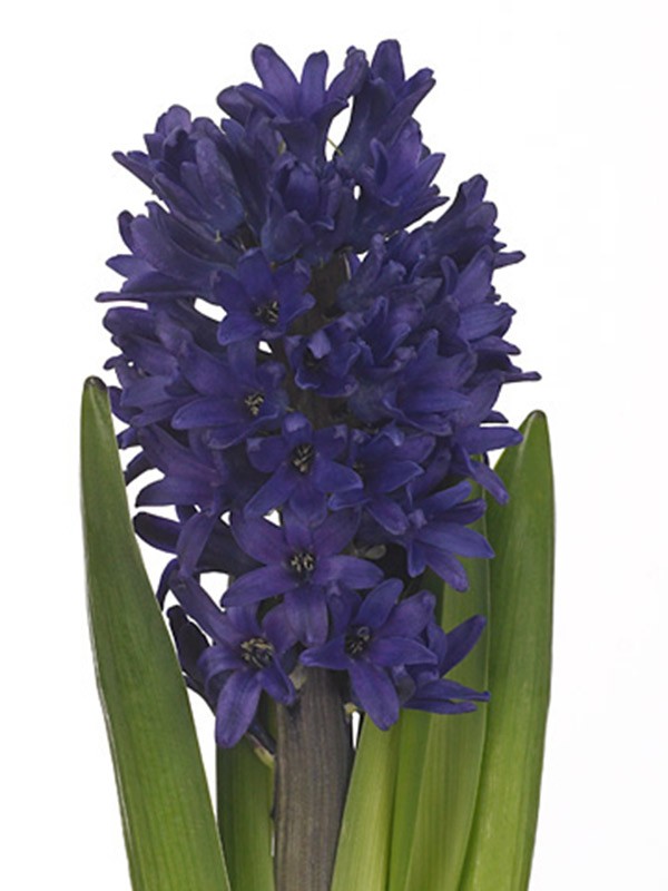 Hyacinthos Delf Blue