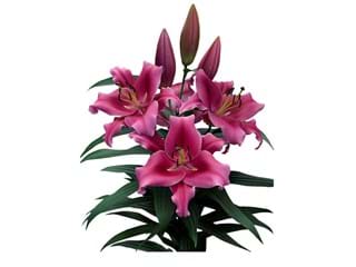 Λιλιουμ Or Dalian