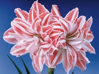 Hippeastrum Dancing Queen