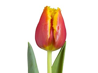 Τουλίπες Daveport