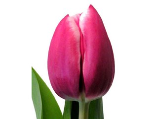 Τουλίπες Debutante