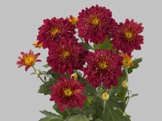 Χρυσάνθεμα Delacroix