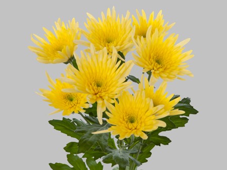 Χρυσάνθεμα Delliane Yellow