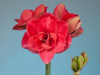 Hippeastrum Diva