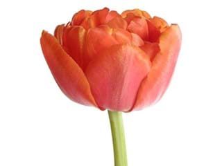 Τουλίπες Double Dutch