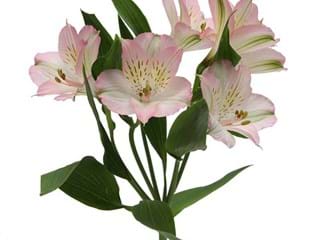 Αλστρομέρια Dubai