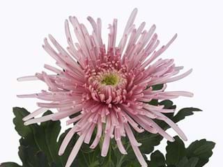 1Hd Chrysanthemum Elburs