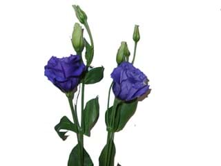 Eustoma  Arena Double Blue