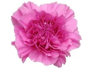 Γαρύφαλλα Faria