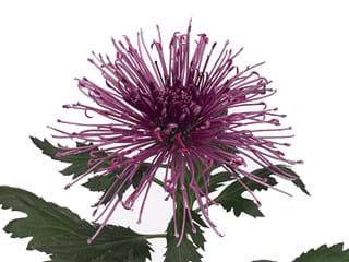 1Hd Chrysanthemum Fedor