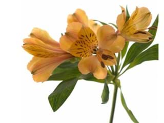 Αλστρομέρια Firenze