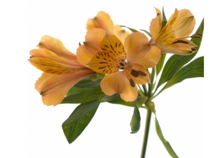 Alstromeria Firenze