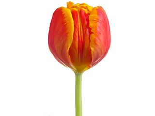 Τουλίπες Fire