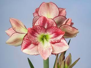 Hippeastrum Flamengo Queen