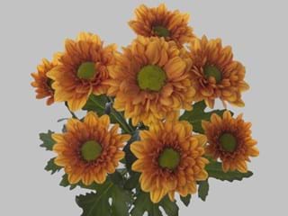 Χρυσάνθεμα Florange