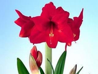 Hippeastrum Floris