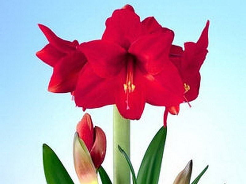 Αμαρυλλίδες Floris
