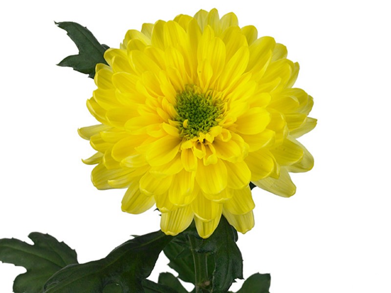 1Hd Chrysanthemum Galactica