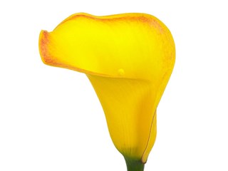 Κάλλα Gold Metal