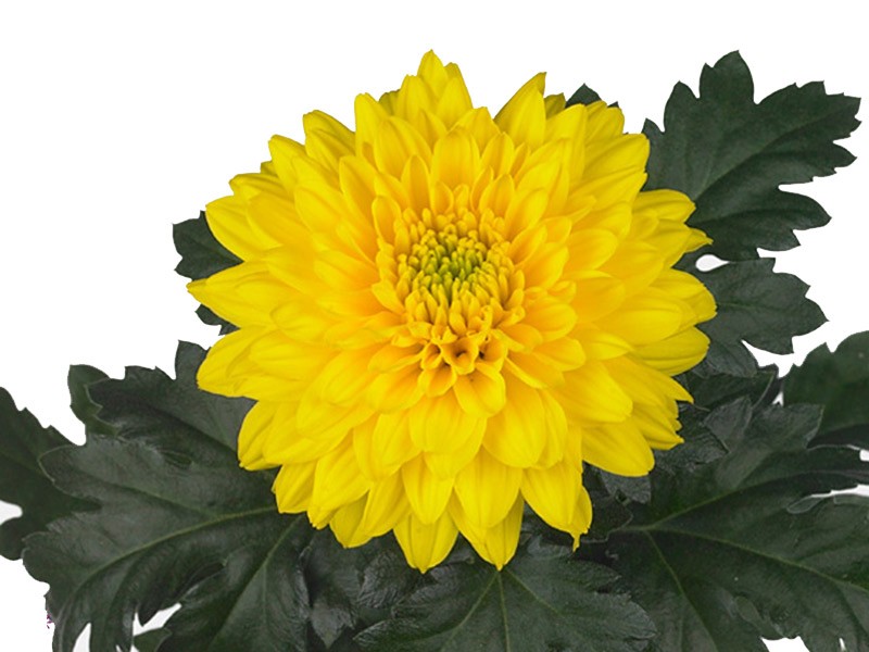 1Hd Χρυσάνθεμα Golden Kent