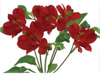 Αλστρομέρια Granada