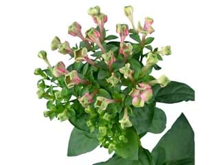 Βουβάρδια Green Magic