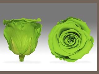 Forever Πράσινο Α