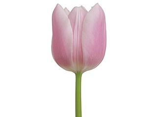 Τουλίπες Gabriella