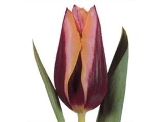 Τουλίπες Gavota