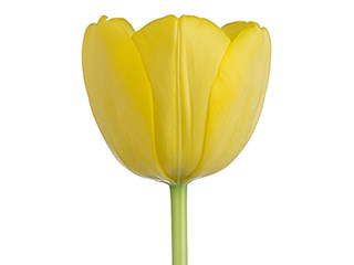 Τουλίπες Golden Parade