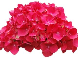 Ορτανσία  Hot Pink