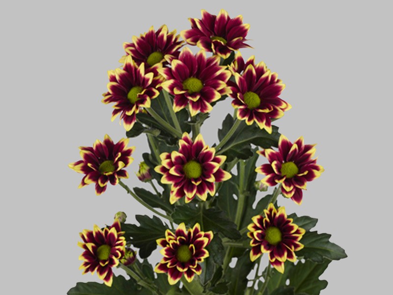 Chr Haydar Yellow