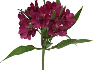 Αλστρομέρια Helena