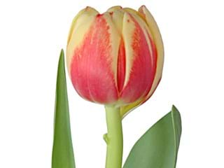 Τουλίπες Horizon