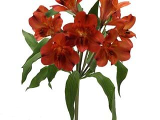 Αλστρομέρια Hot Pepper