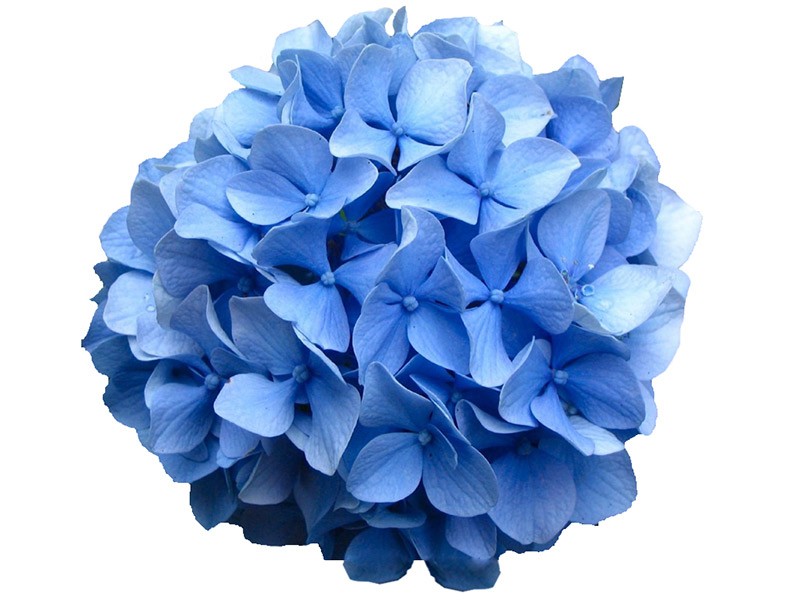 Ορτανσία Blue Macrophylla