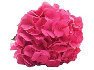 Ορτανσία Masia Hot Pink