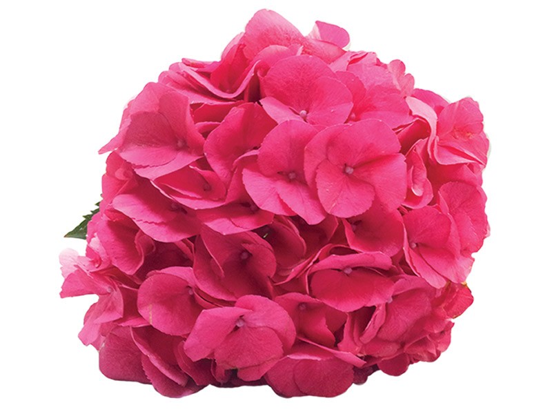 Ορτανσία Masia Hot Pink