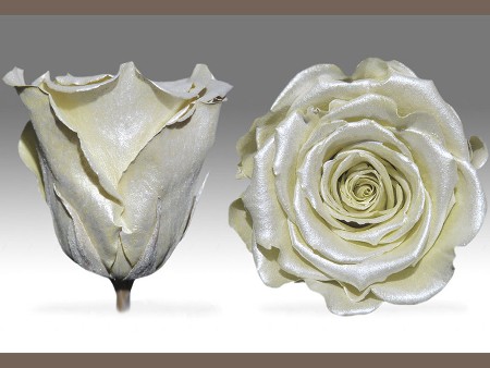 Forever Satin Ivory