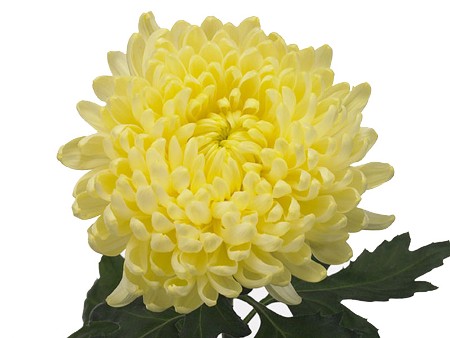 1Hd Χρυσάνθεμα Ivy