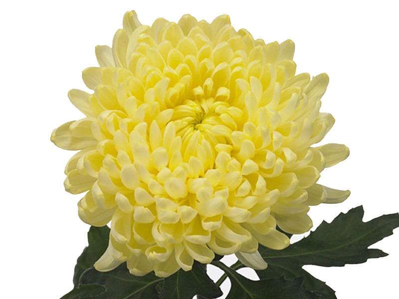 1Hd Χρυσάνθεμα Ivy