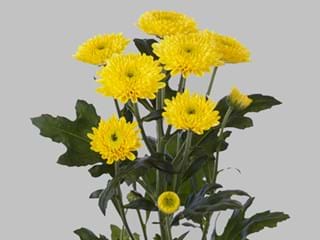 Χρυσάνθεμα Ibis Sunny