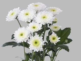 Χρυσάνθεμα Ibis