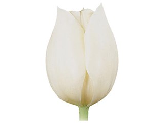 Τουλίπες Inzell