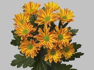 Χρυσάνθεμα Jordi