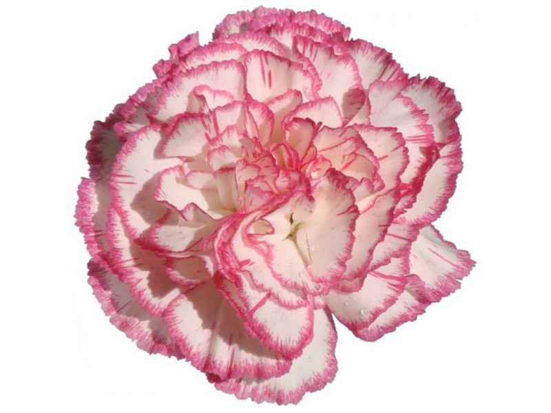 Dianthus Kamachi