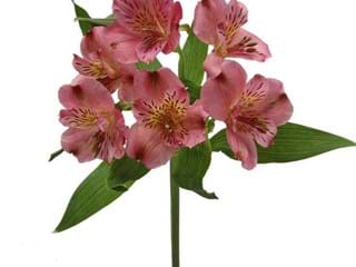 Αλστρομέρια Kodiak