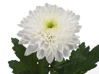 1Hd Chrysanthemum Larina