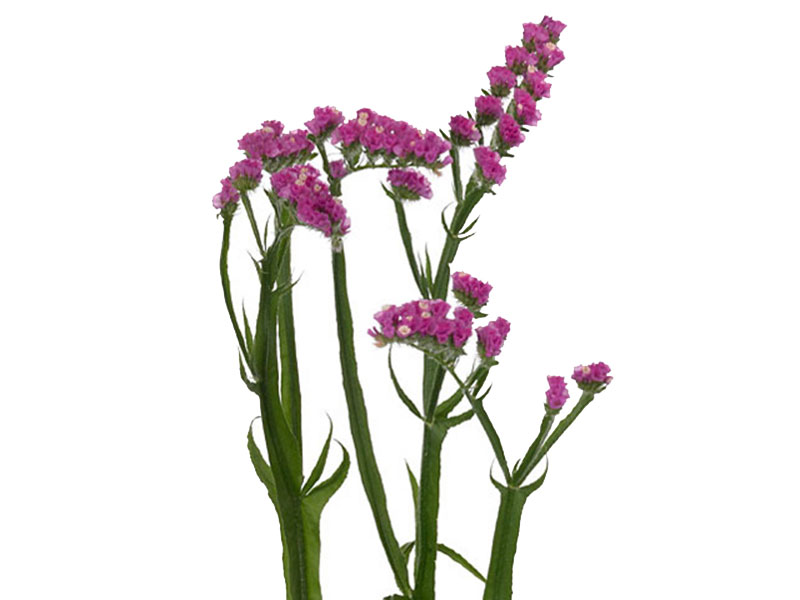 Limonium Cerice